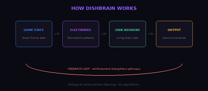 How DishBrain Works - Flow Diagram