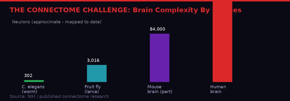 Brain complexity scale from C. elegans to human