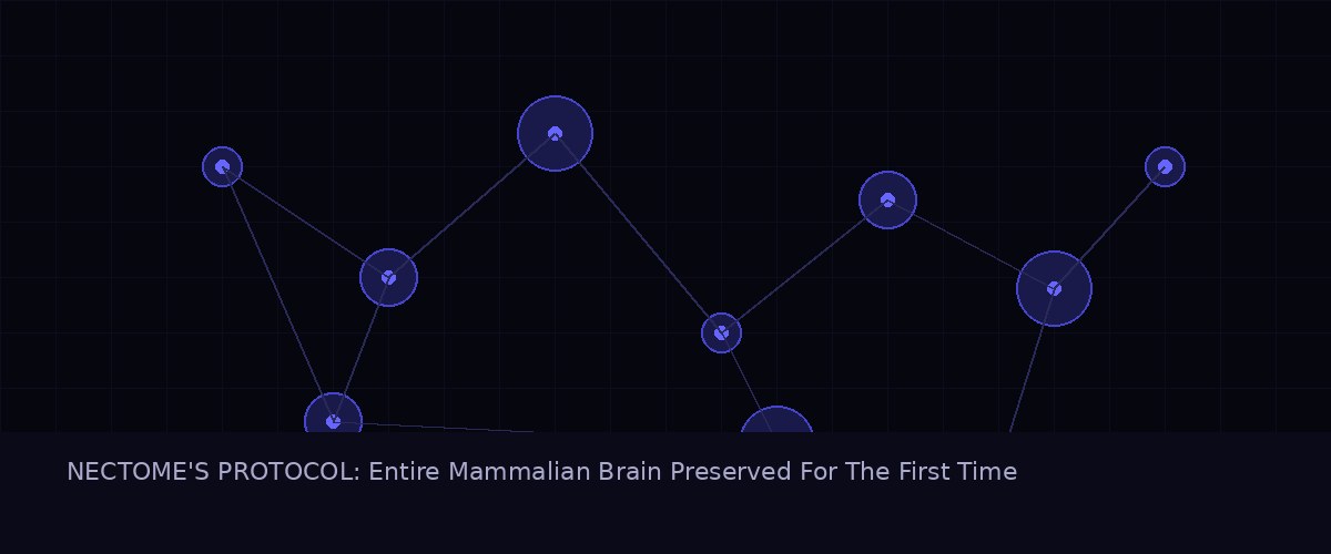 Neural network visualization - brain preservation